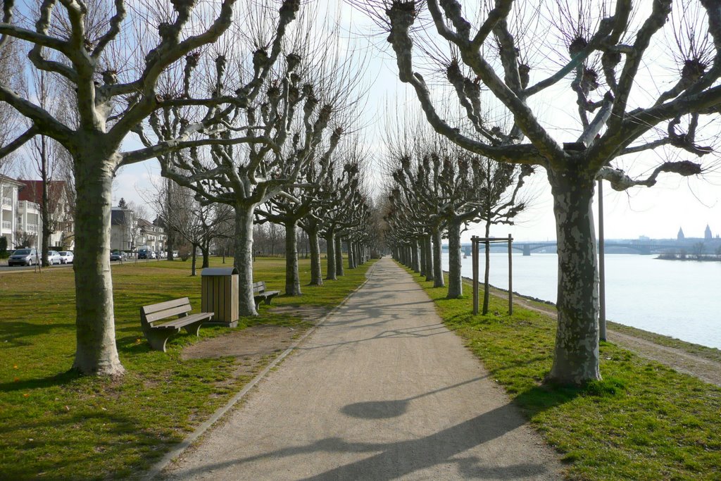 Platanenallee