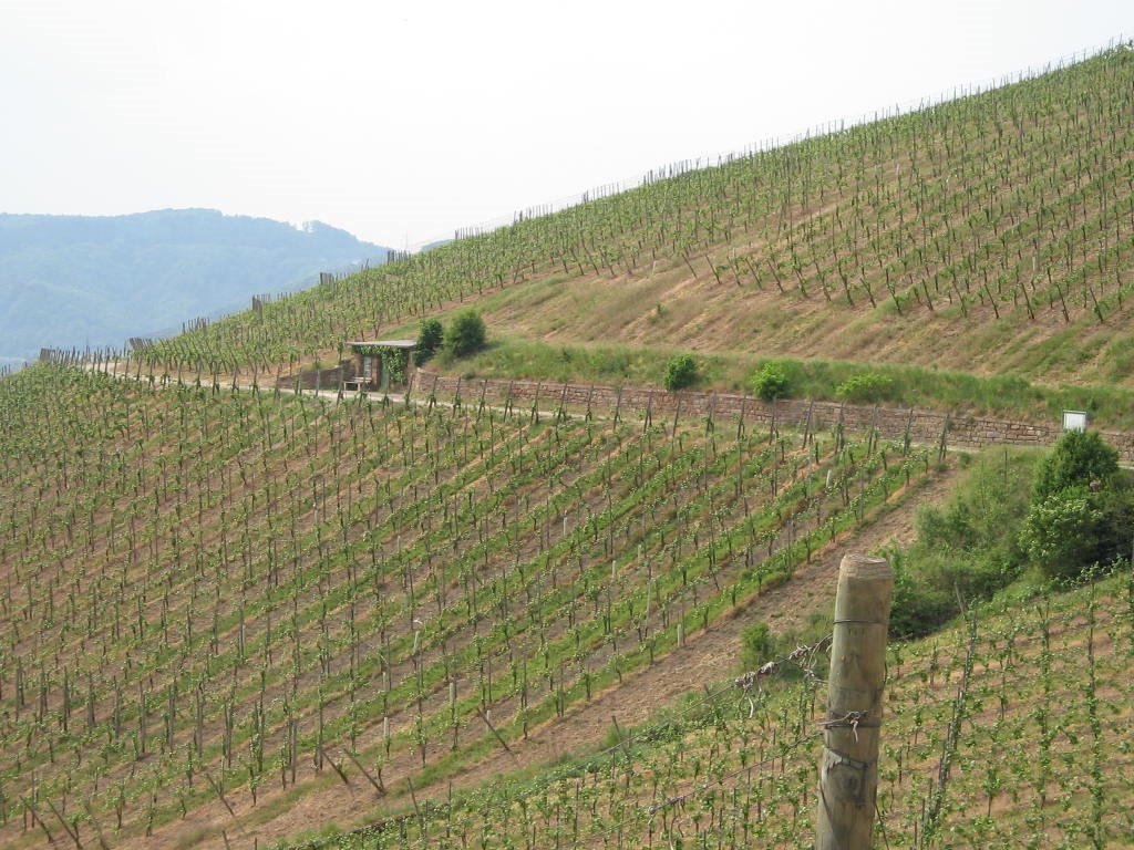 Trier.de - Petrisberg - viñedos