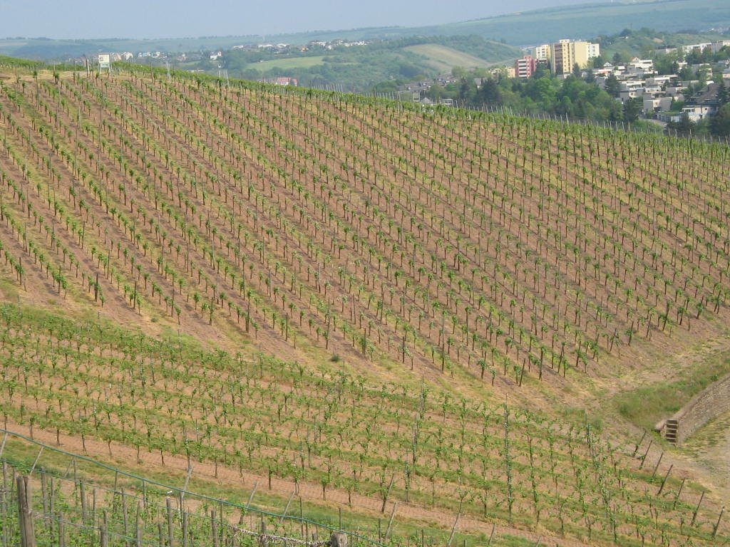 Trier.de - Petrisberg - viñedos
