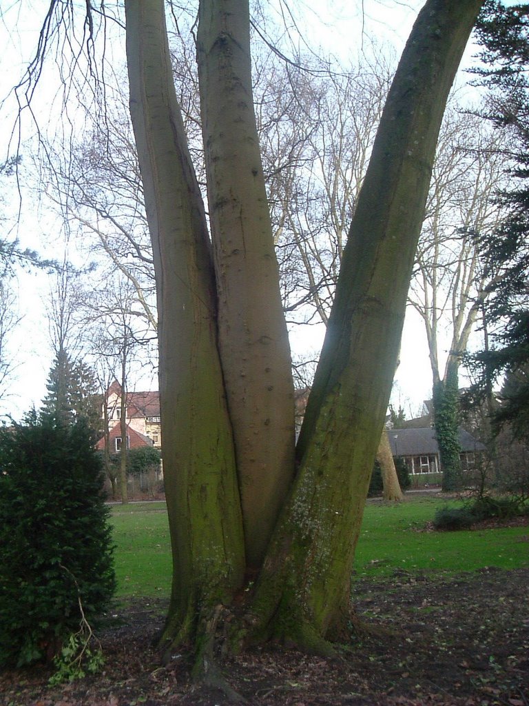 Baum im Krankenhauspark