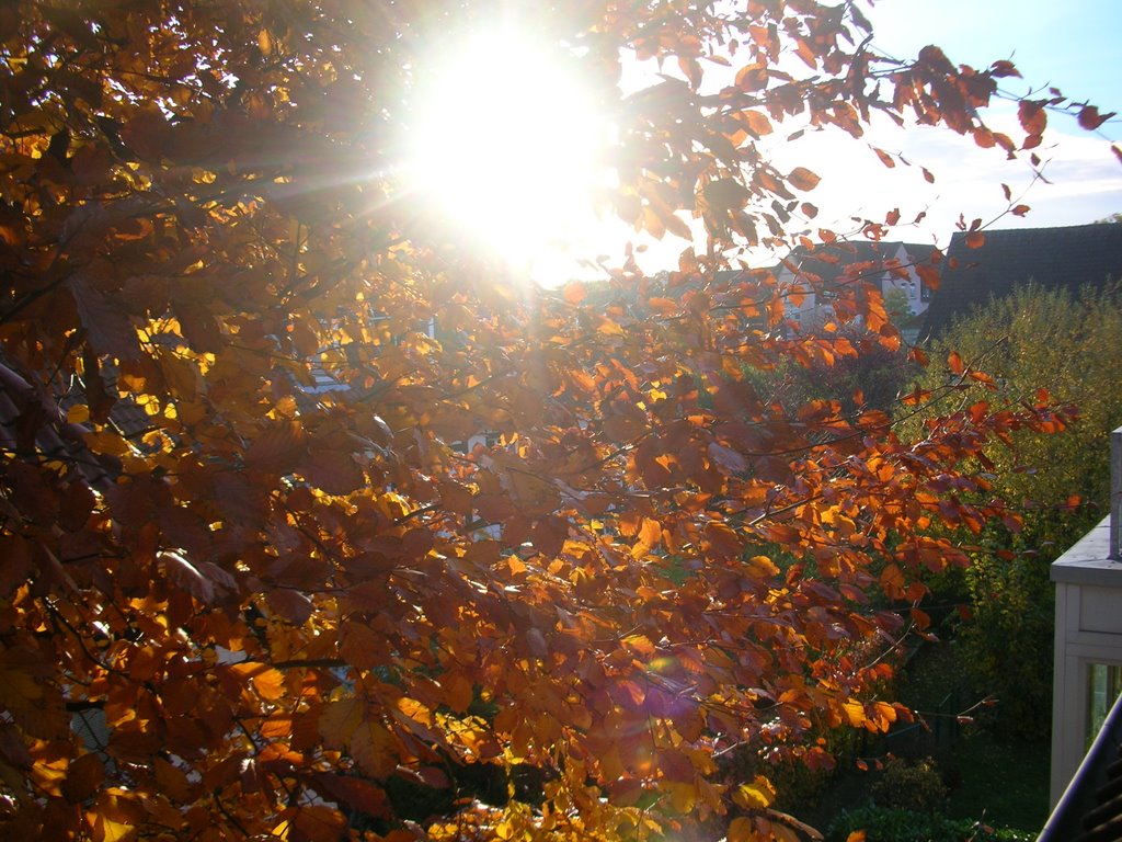 Herbstsonne