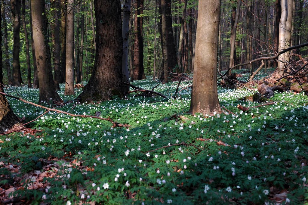 FRÜHLINGSWALD I