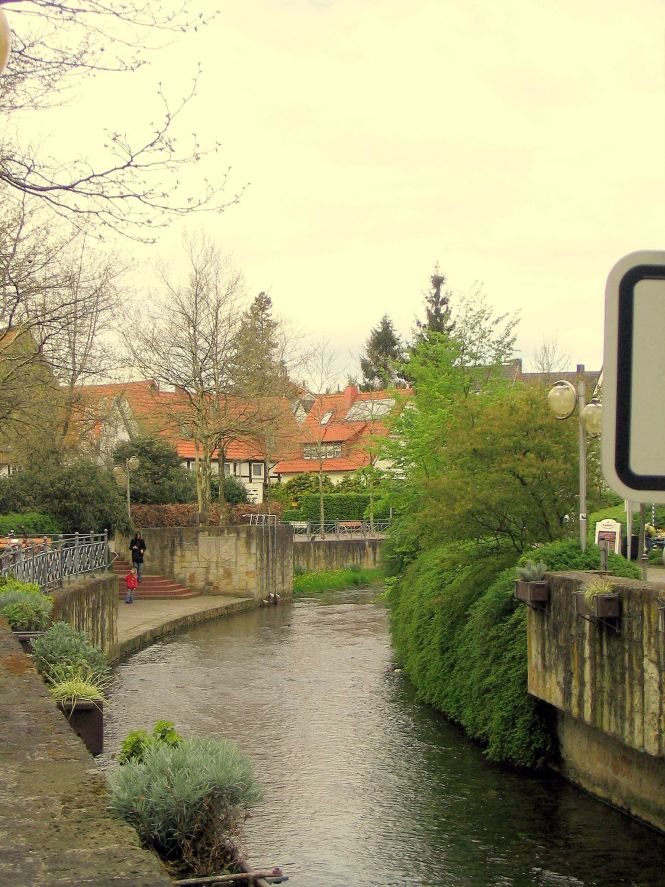 Salze an der Steege
