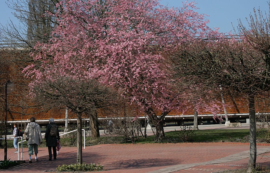 Frühling am Gradierwerk