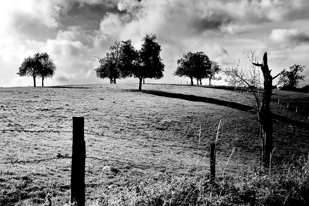 www.lophoto.eu