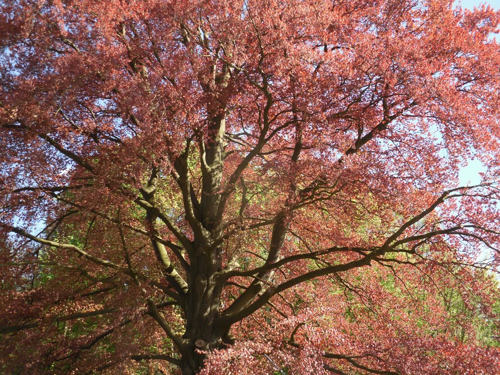 Frühling in Bergisch Gladbach