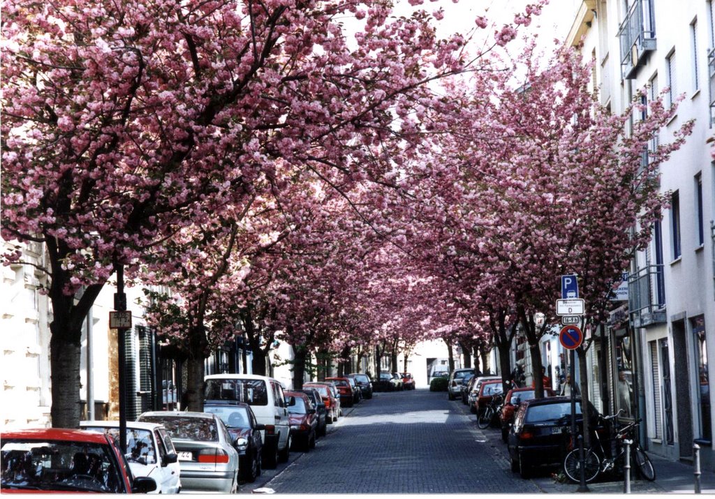 Bonner Altstadt, Zierkirschblüte