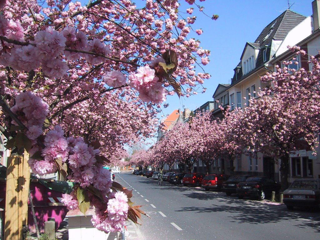 Bonn, Professor-Neu-Allee
