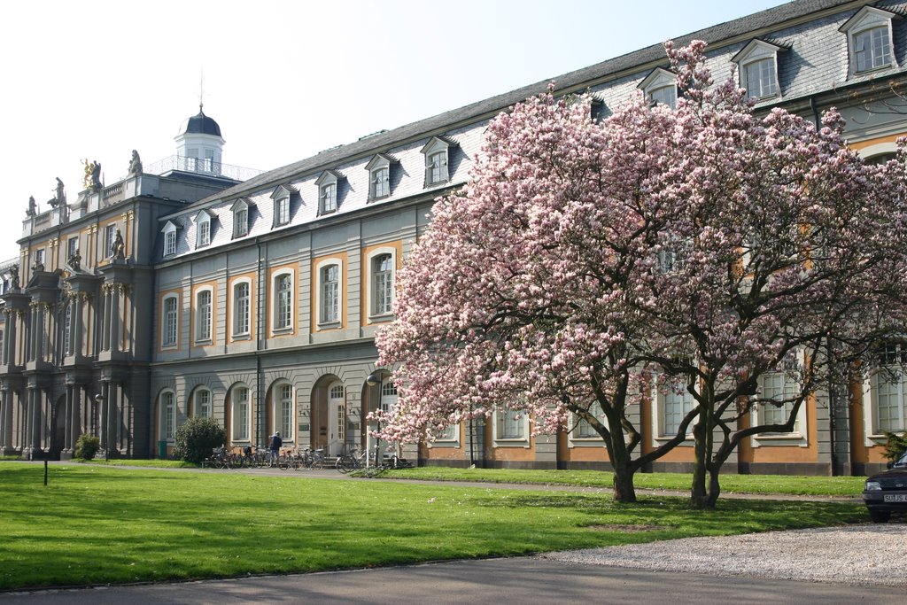Bonn, Koblenzer Tor, Magnolienbaum