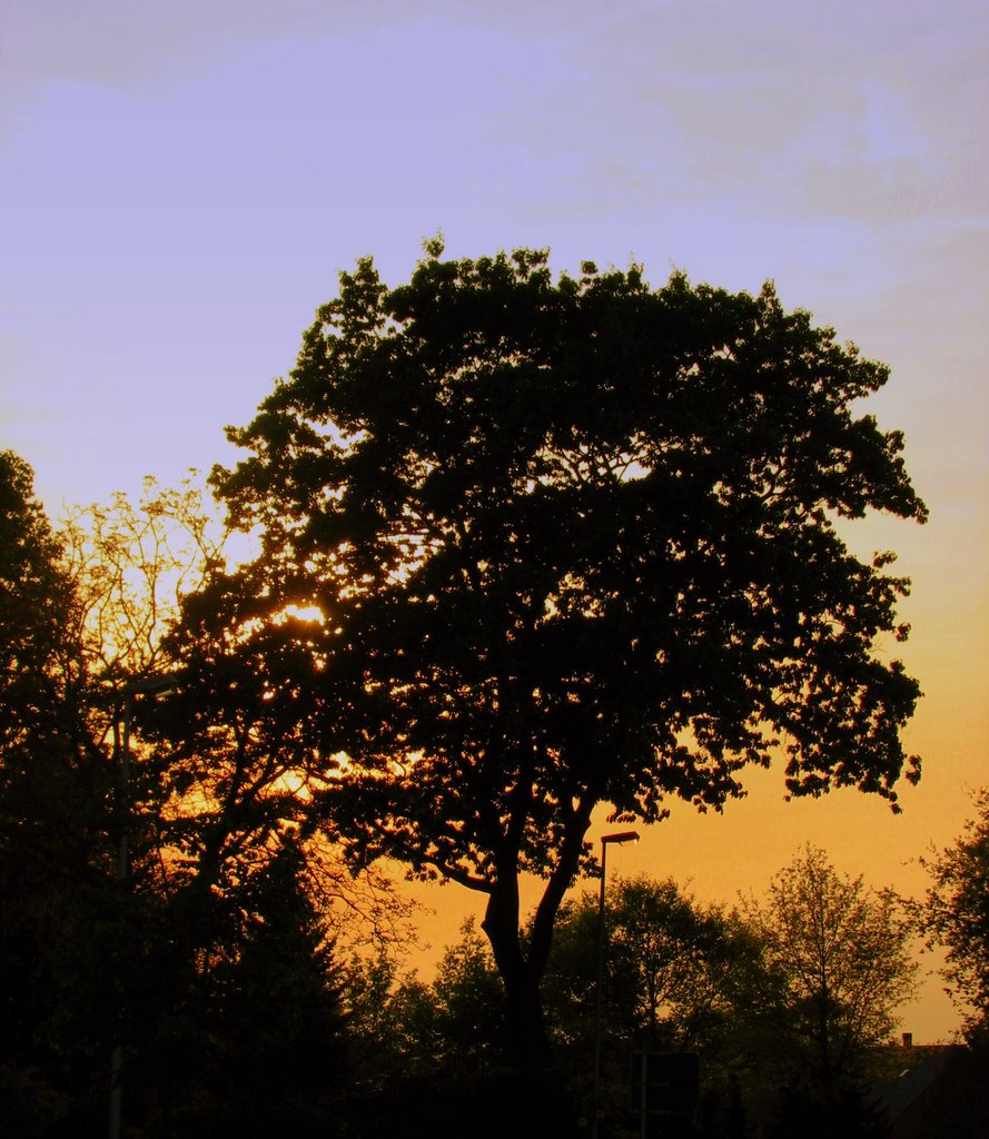 Baum im Bocholter Norden