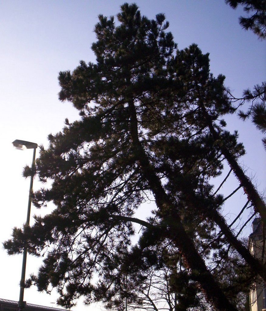 Baum am alten Güterbahnhof in Bocholt