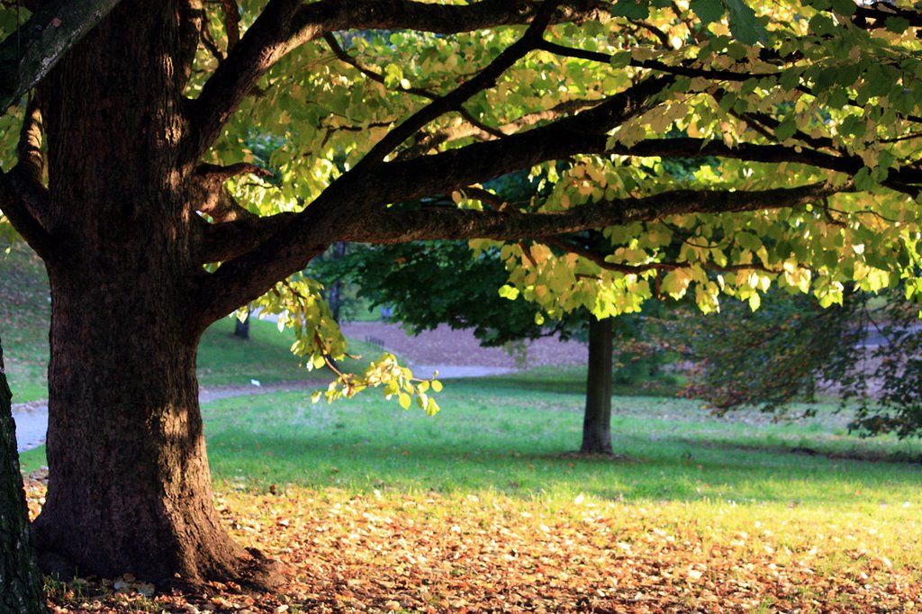Herbst in der Schmechtingwiese