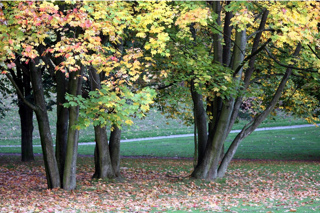 Herbstliche Baumgruppe in der Schmechtingwiese