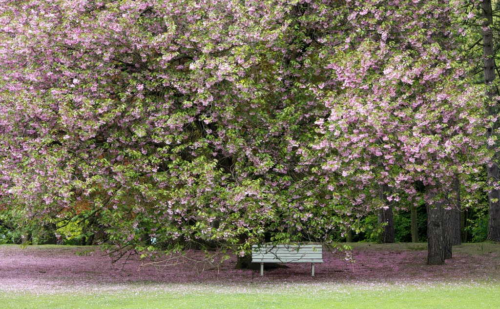Ausruhen im Stadtparkblütenblättermeer