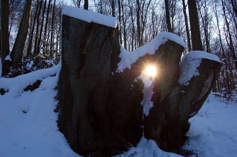 Winter am Hammerteich