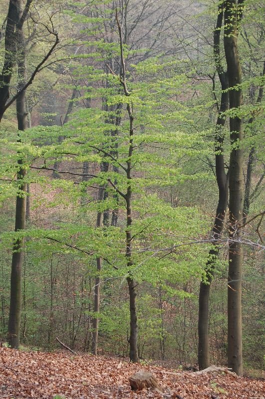 Naherholungsgebiet Hohenstein