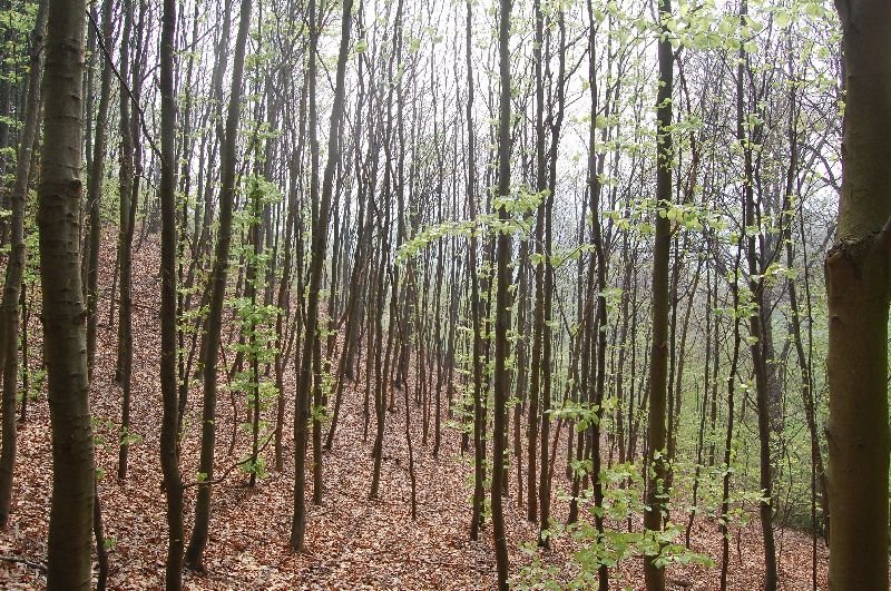 Naherholungsgebiet Hohenstein