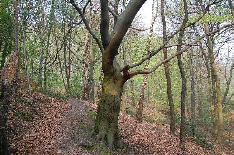Naherholungsgebiet Hohenstein