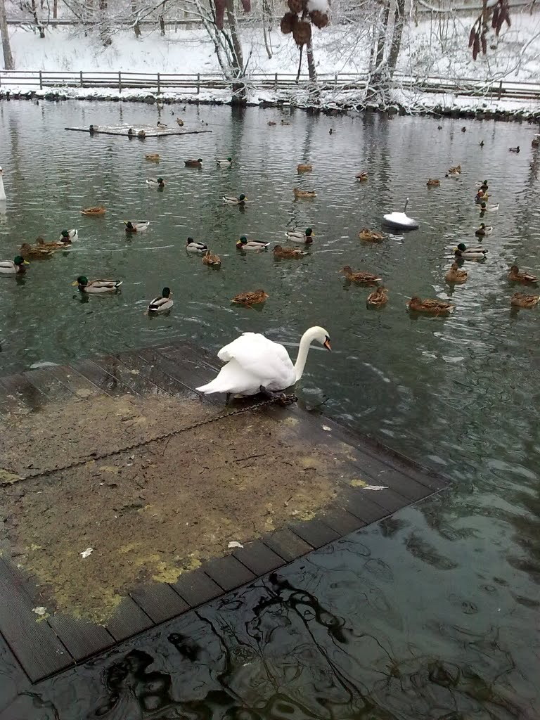 Die Enten und die Schwäne