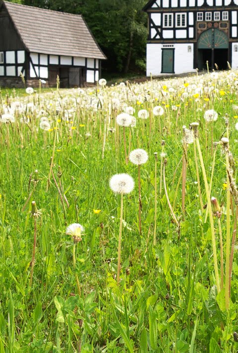Pusteblumenwiese
