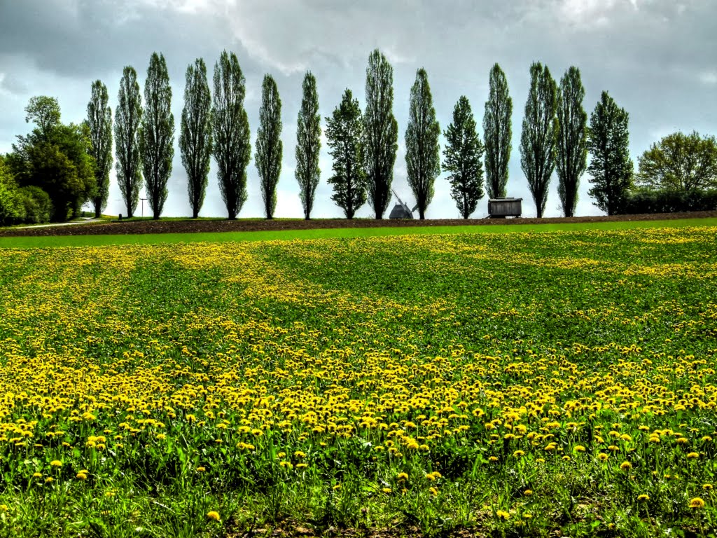 Wiese im Frühling