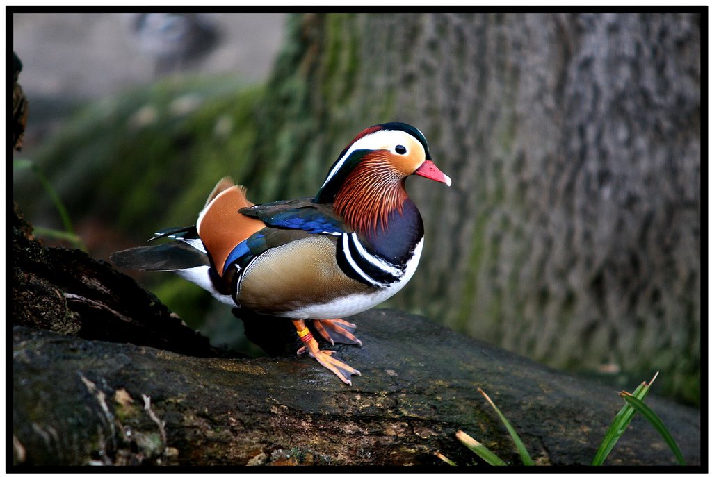 Kölner Zoo...C