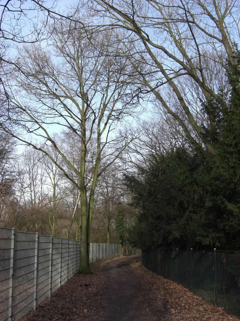 Waldweg für die Mittagspause