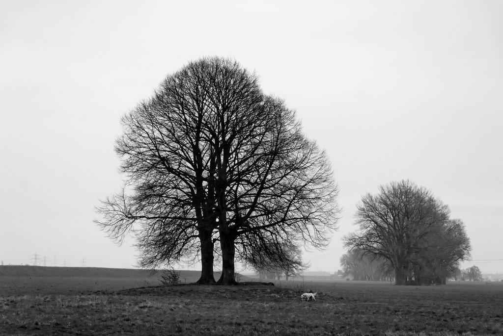 Rheinwiese