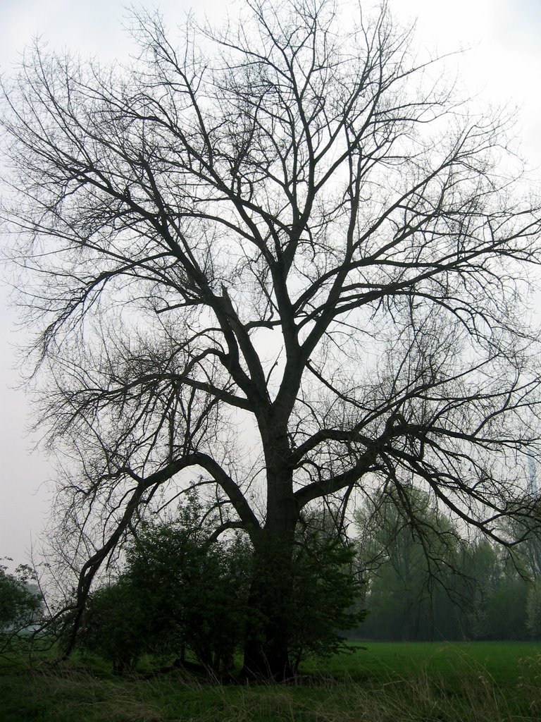 Solitär