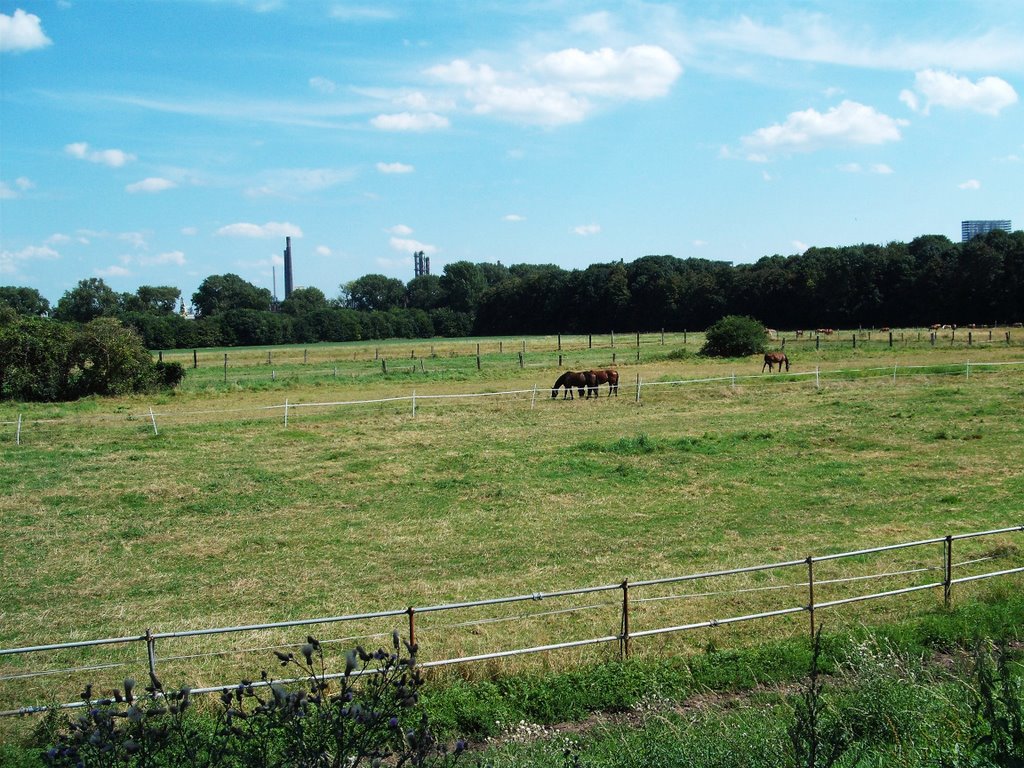 Köln - Rheinwiesen in Merkenich (2312)