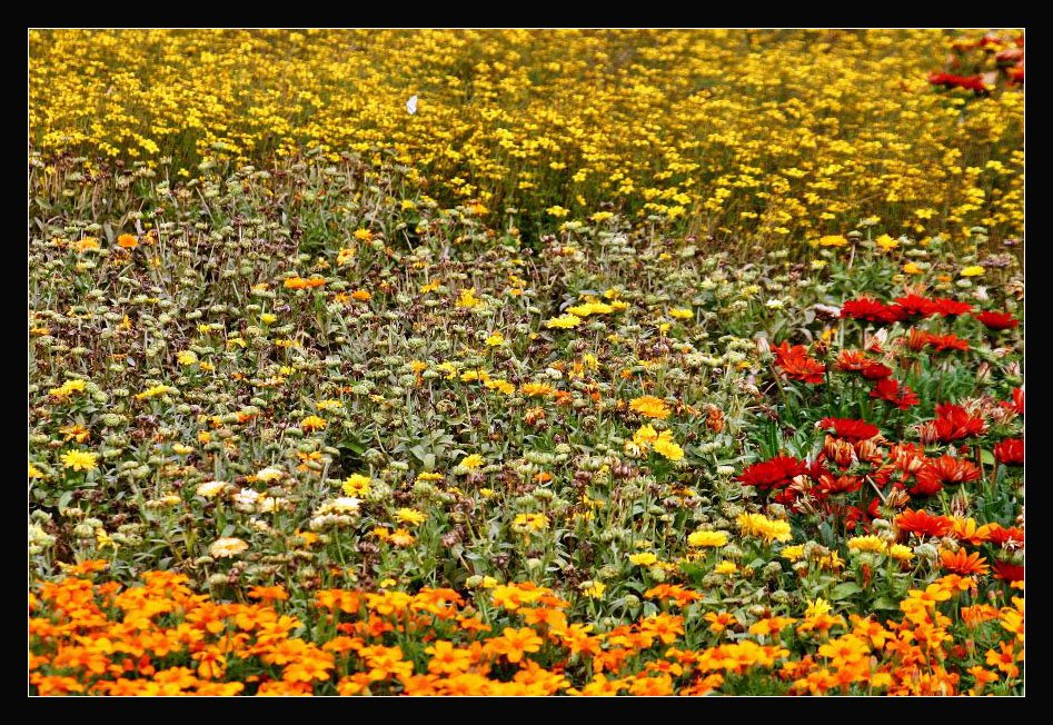 Ich liege auf einer  bunten Blumenwiese  sonnenwarm  bienenbesucht  ohne Angst  schließe ich die Augen  genieße