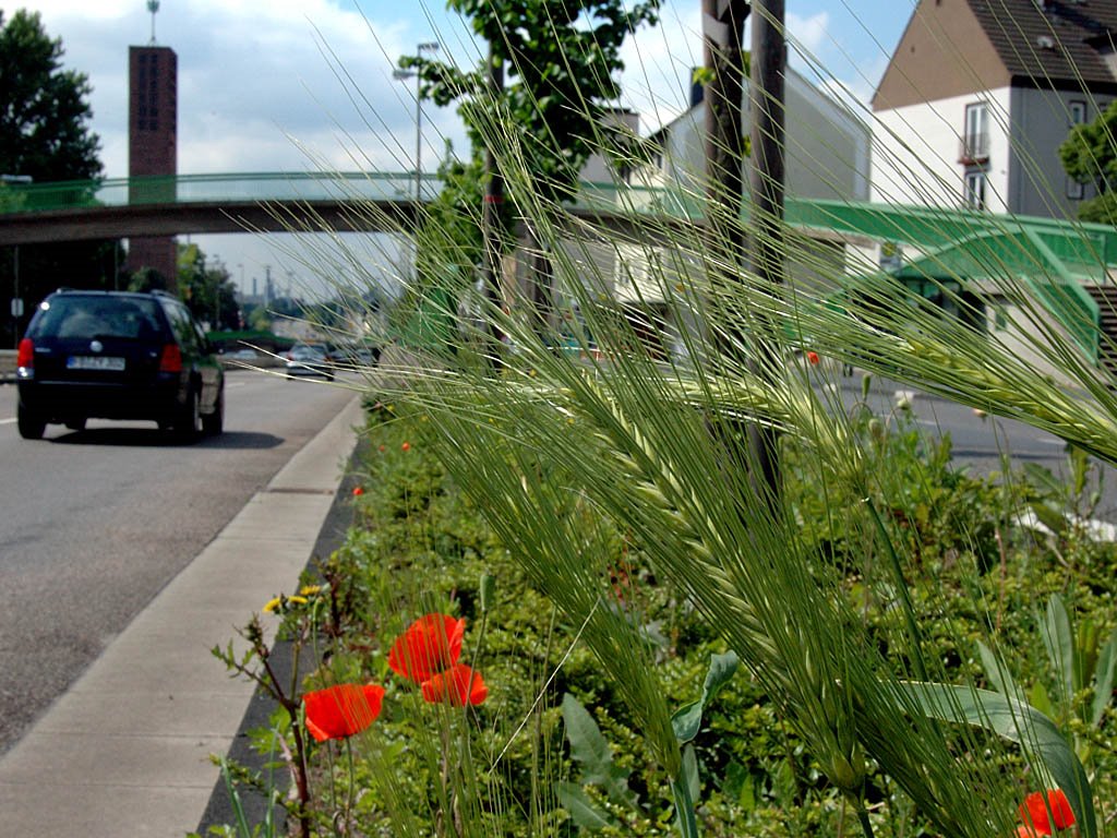 Stadtautobahn Leverkusen - Natur selbst auf engstem Raum