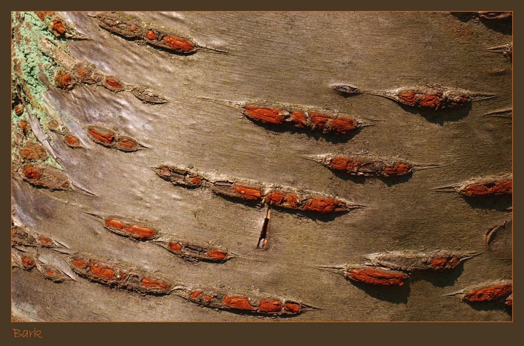 Bark (2009)