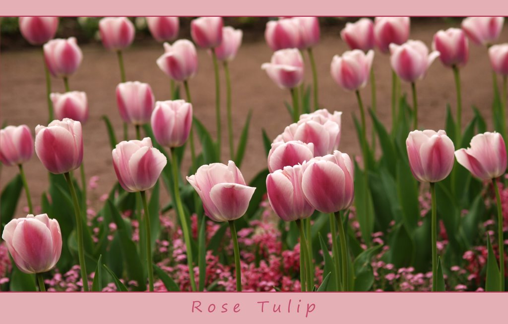 Rose Tulip (2009)