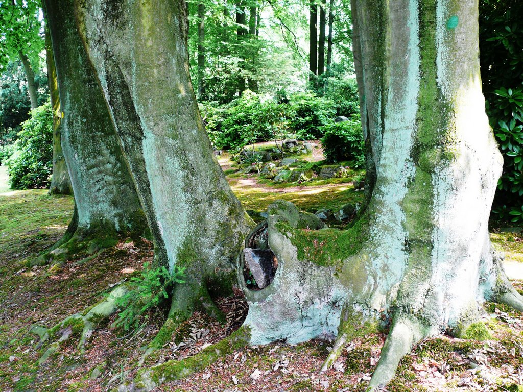 alte Buchen