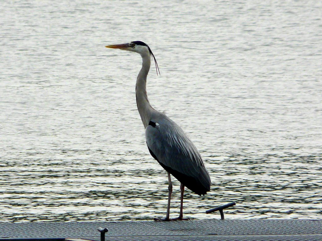 A Heron At The Aa-See, Münster