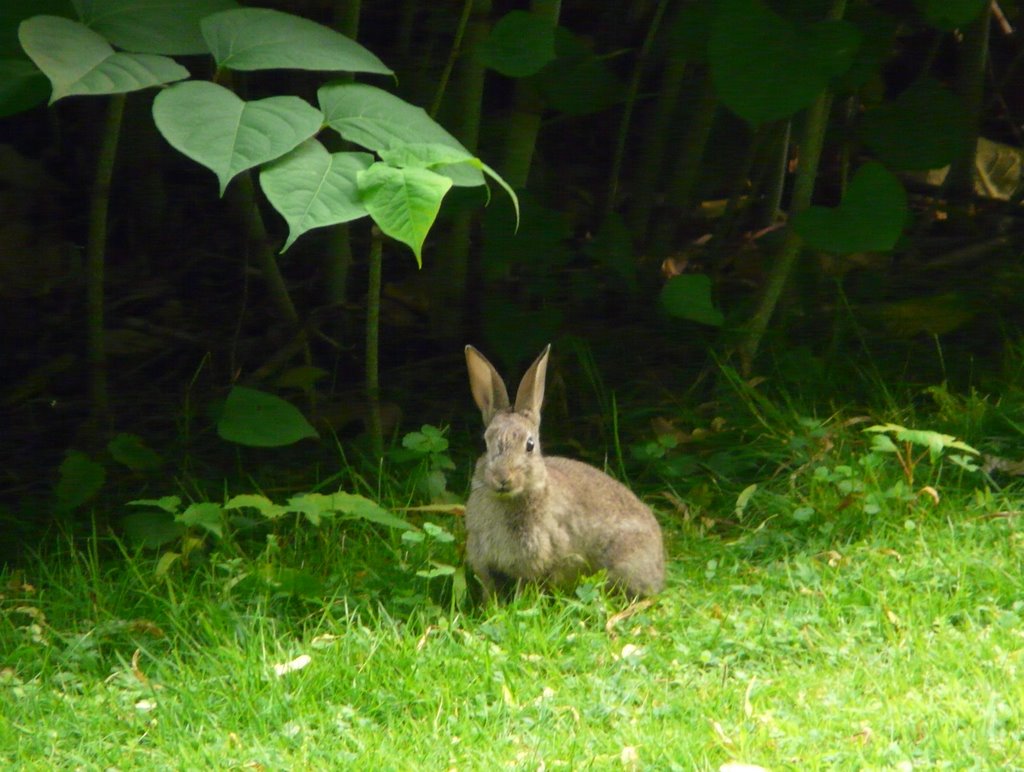 One Of Many Rabbits In Münsters Promenade