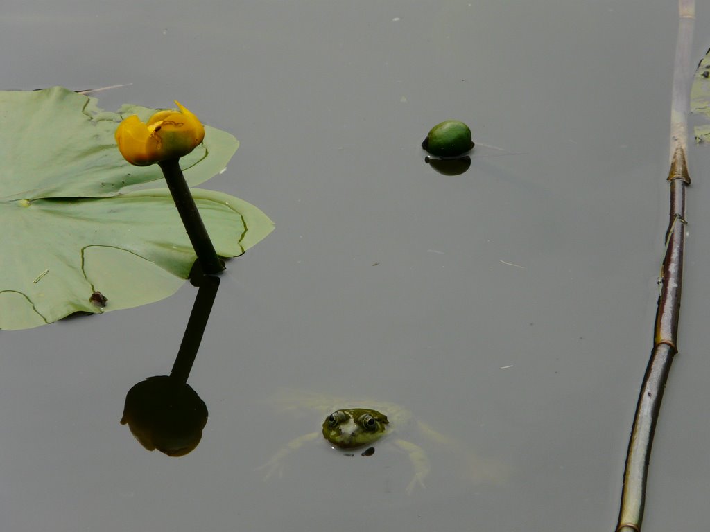 Gelbe Teichrose (Nuphar lutea) Yellow Water Lily And A Frog