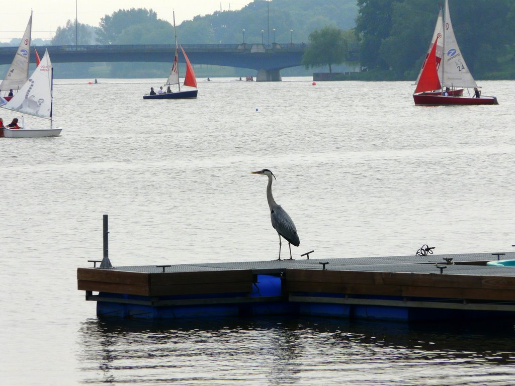 Heron Watching The Sailboats