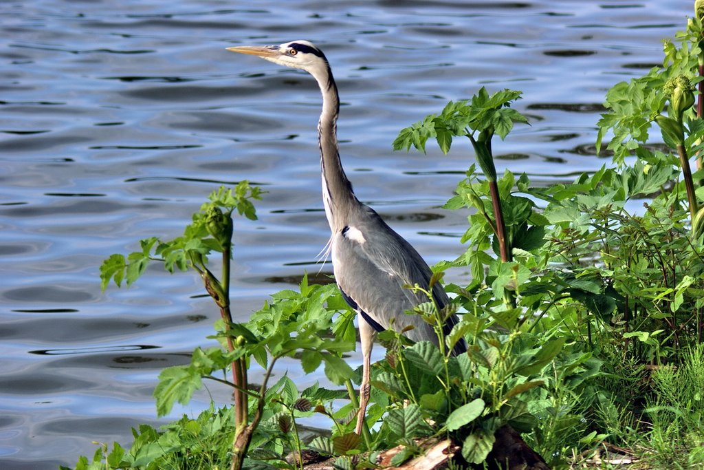 Münster, Fischreiher am Aasee.