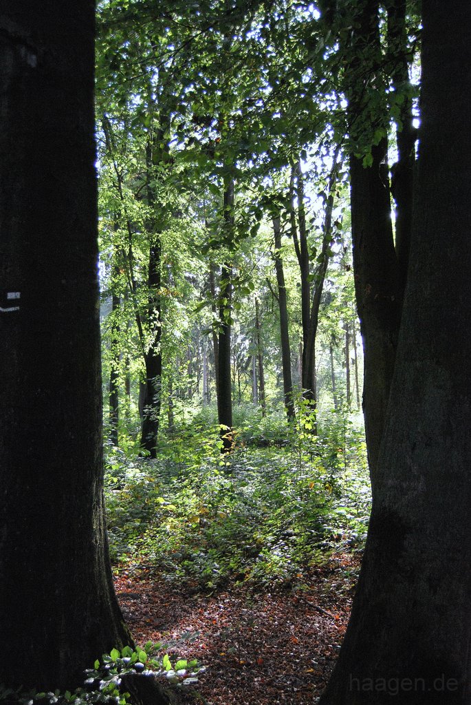 Aplerbecker Mark im Herbst (Ruhr Metropole)
