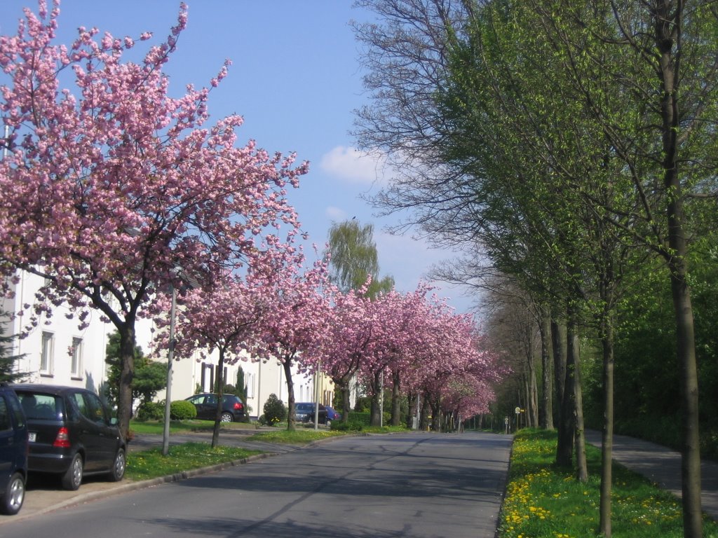 Hiberniastraße - 23.04.2008  -  OB - Alstaden