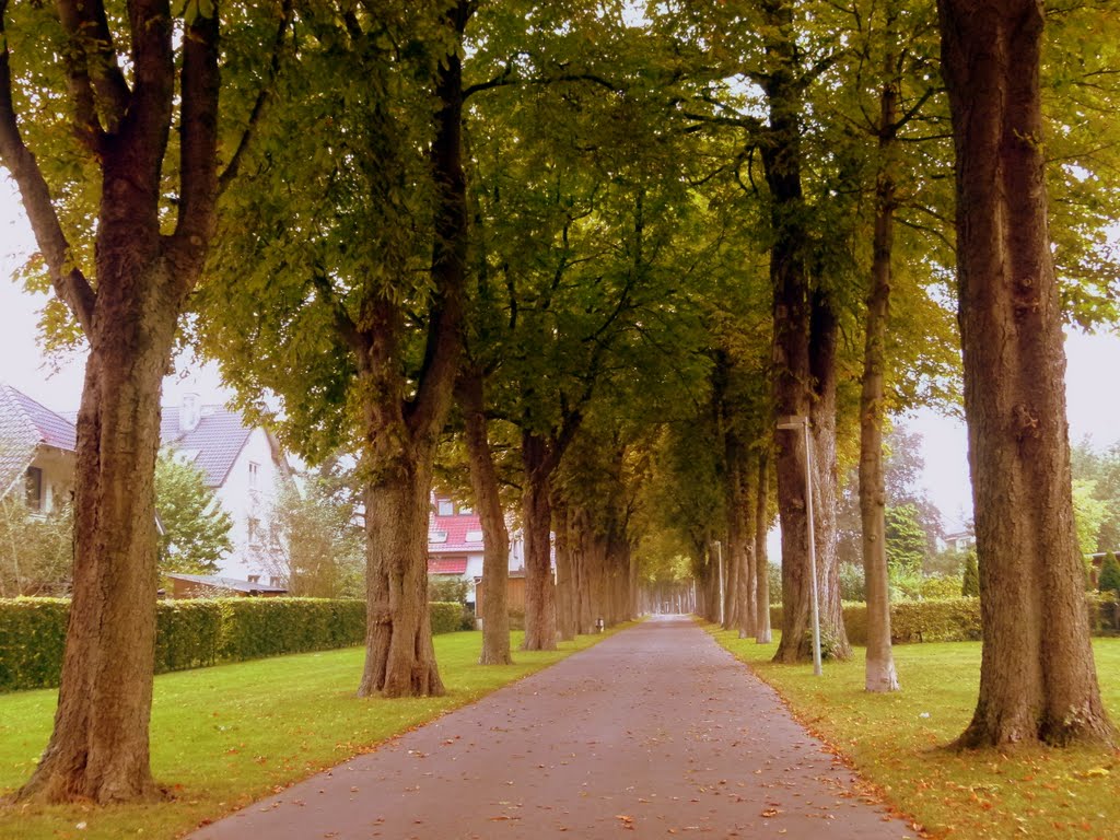 Allee