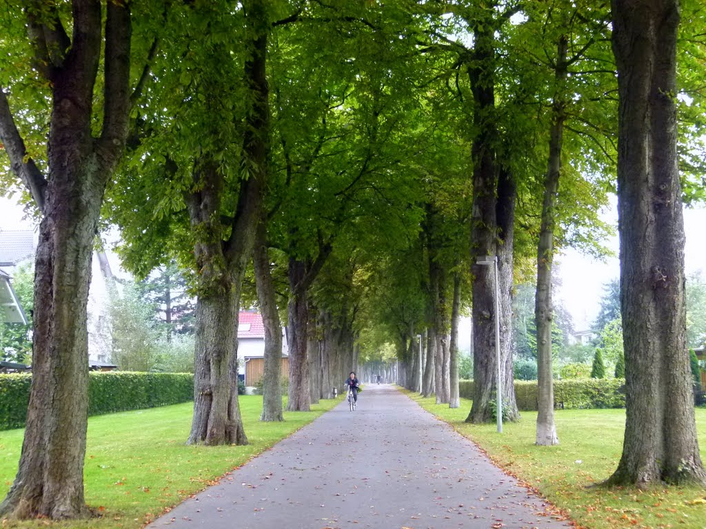 Schöne Allee in Paderborn