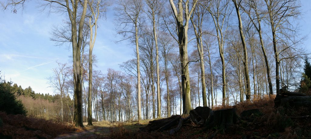 Ratingen - Wald