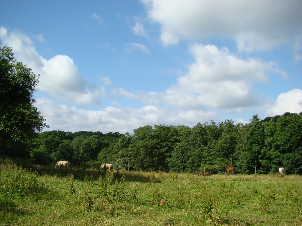 Niederbergisches Land Juni 2012