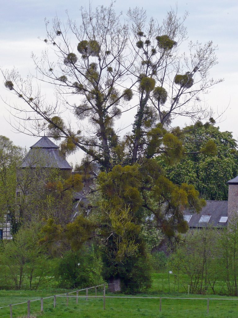 "Mistelbaum" an der Wasserburg Haus zum Haus, Ratingen