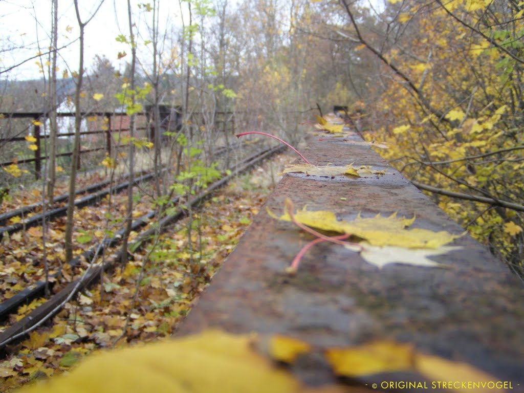 Herbst auf dem Viadukt der Wissertalbahn / km 6,9