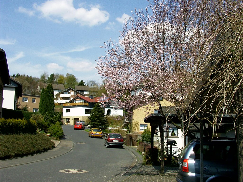 Morsbach-Frühling