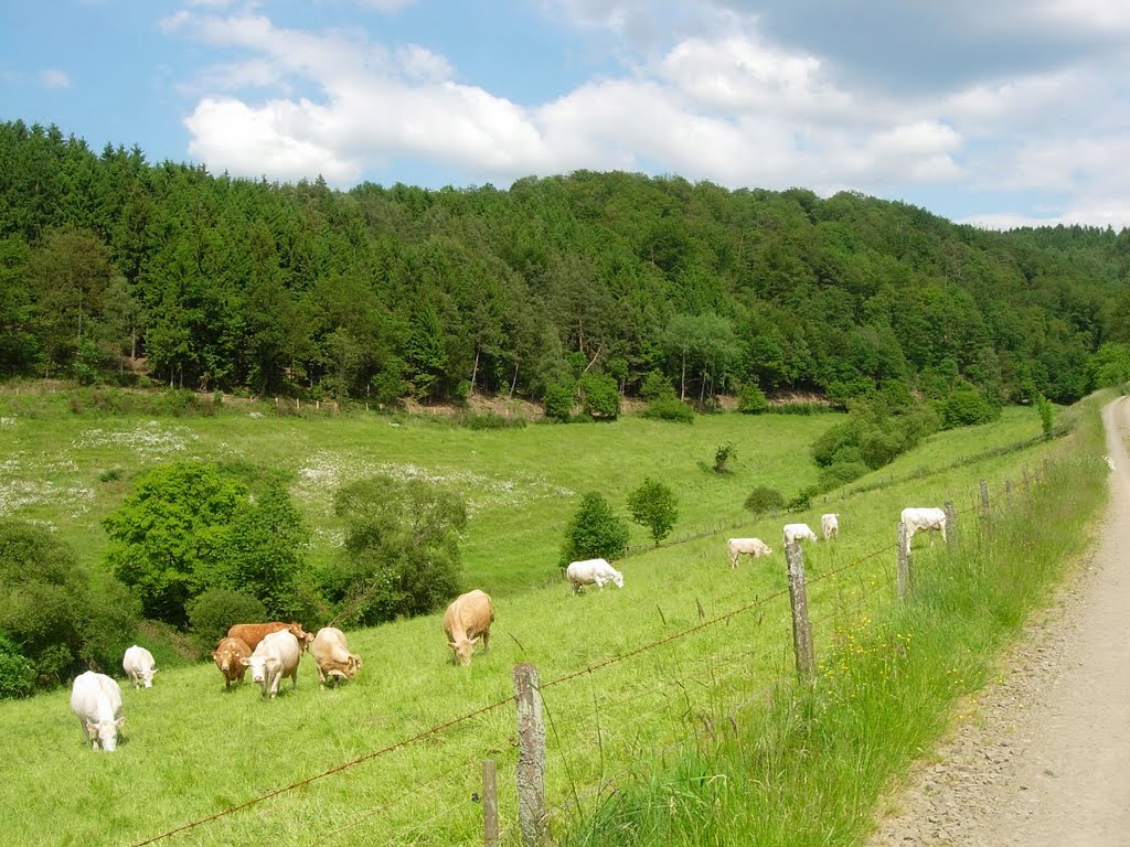 Niederdorf Bachtal